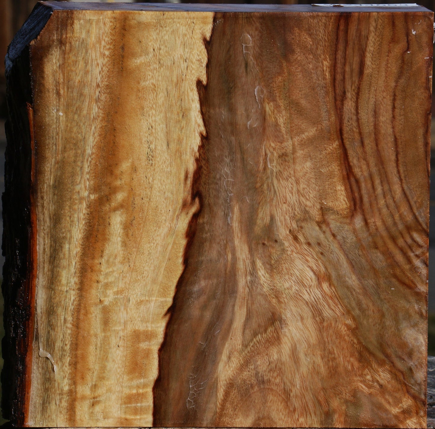 Figured Camphor Live Edge Bowl Blank