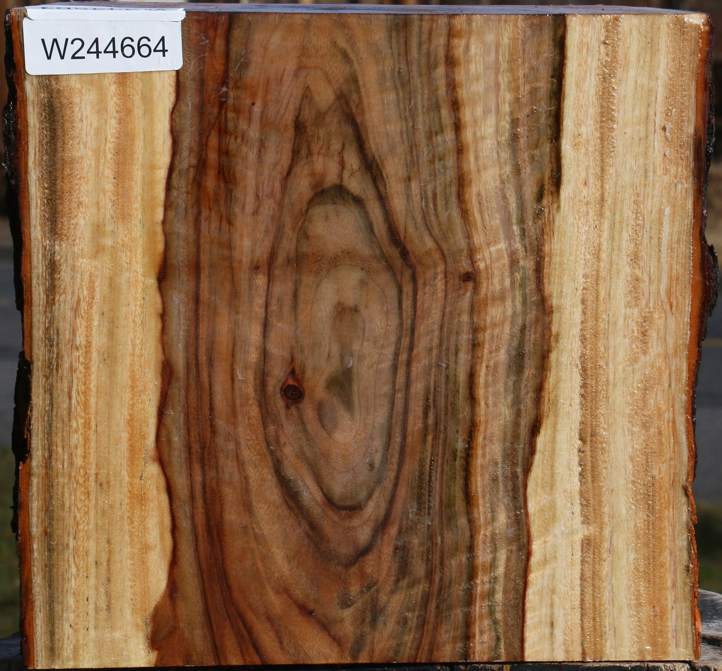 Figured Camphor Live Edge Platter Blank