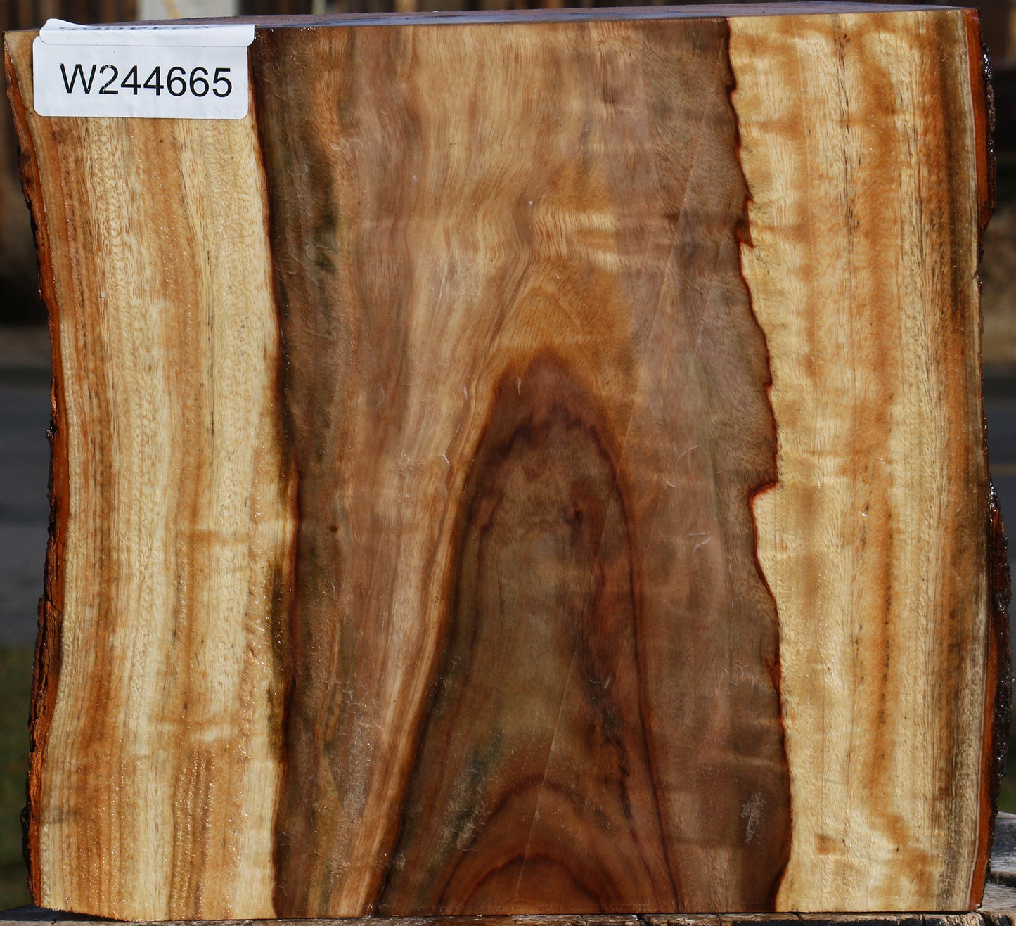 Figured Camphor Live Edge Platter Blank
