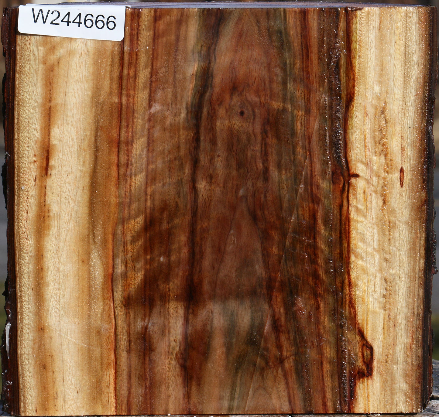 Figured Camphor Live Edge Bowl Blank