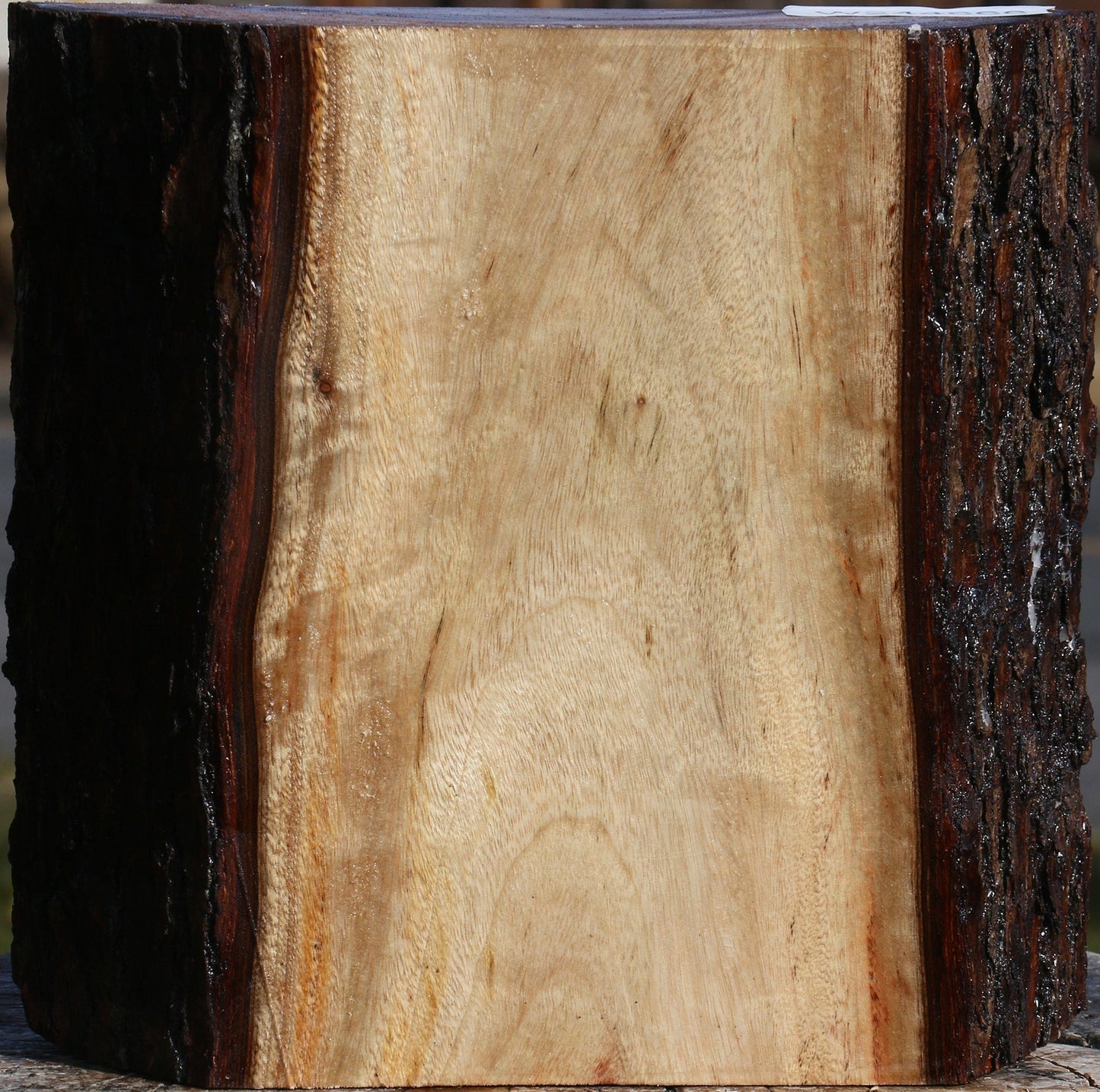 Figured Camphor Live Edge Bowl Blank