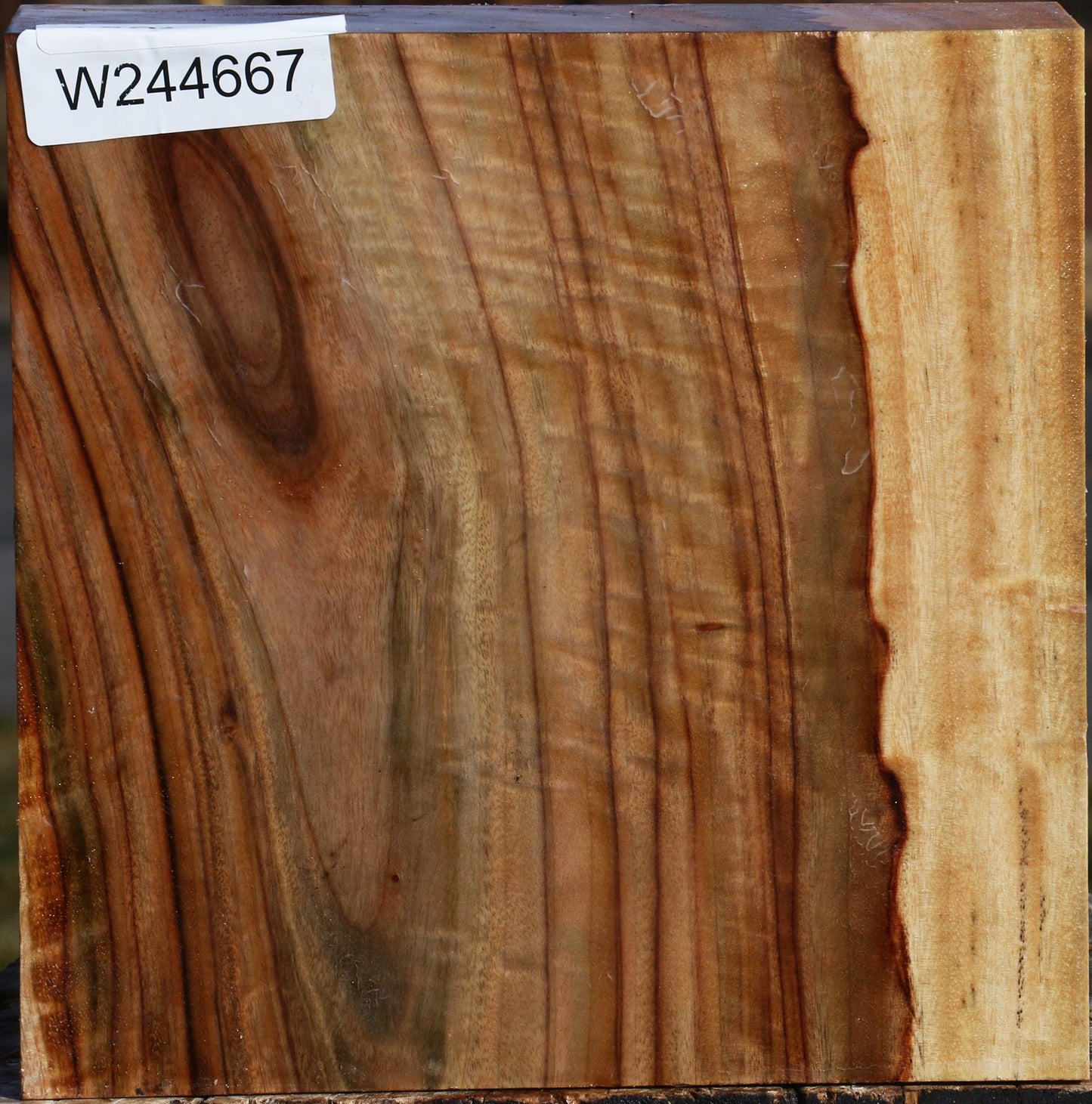 Extra Fancy Camphor Bowl Blank