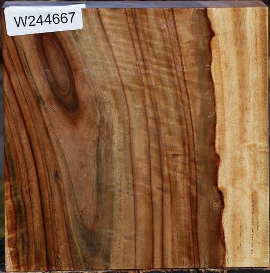 Extra Fancy Camphor Bowl Blank