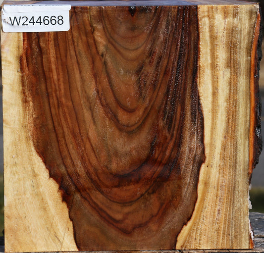 Figured Camphor Live Edge Bowl Blank