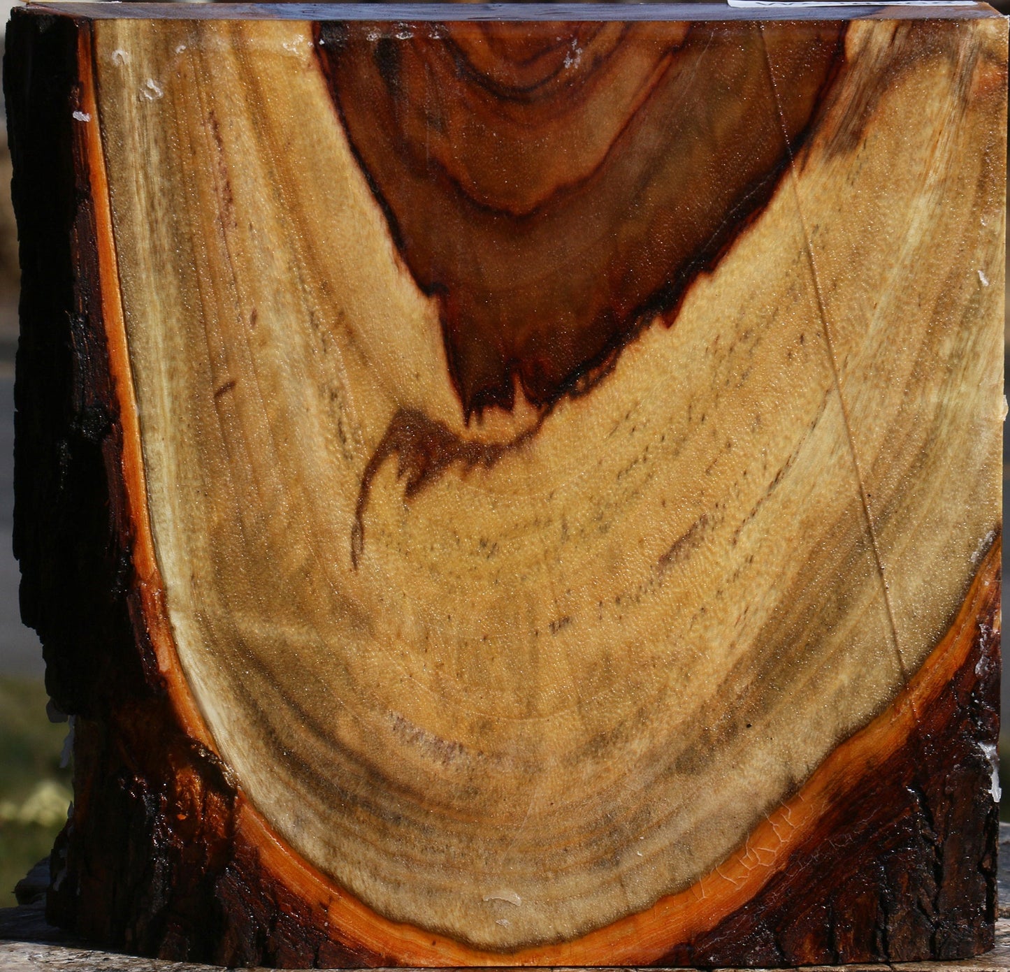 Figured Camphor Live Edge Bowl Blank