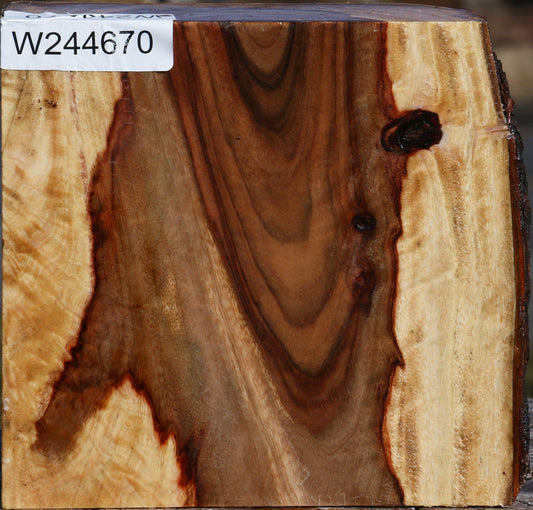 Figured Camphor Live Edge Bowl Blank