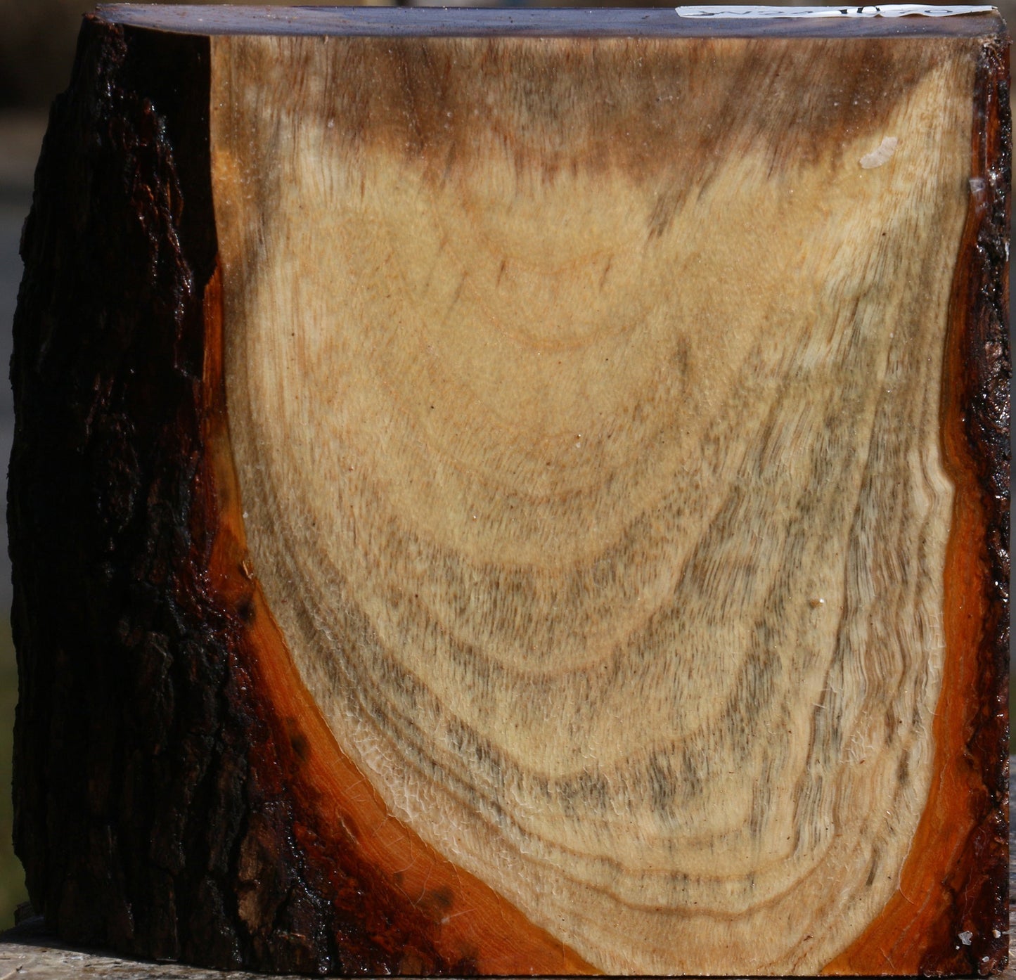 Figured Camphor Live Edge Bowl Blank
