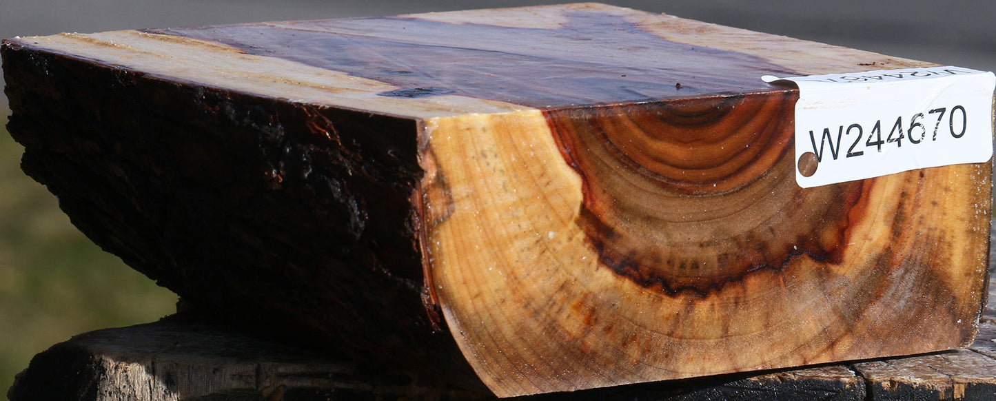 Figured Camphor Live Edge Bowl Blank
