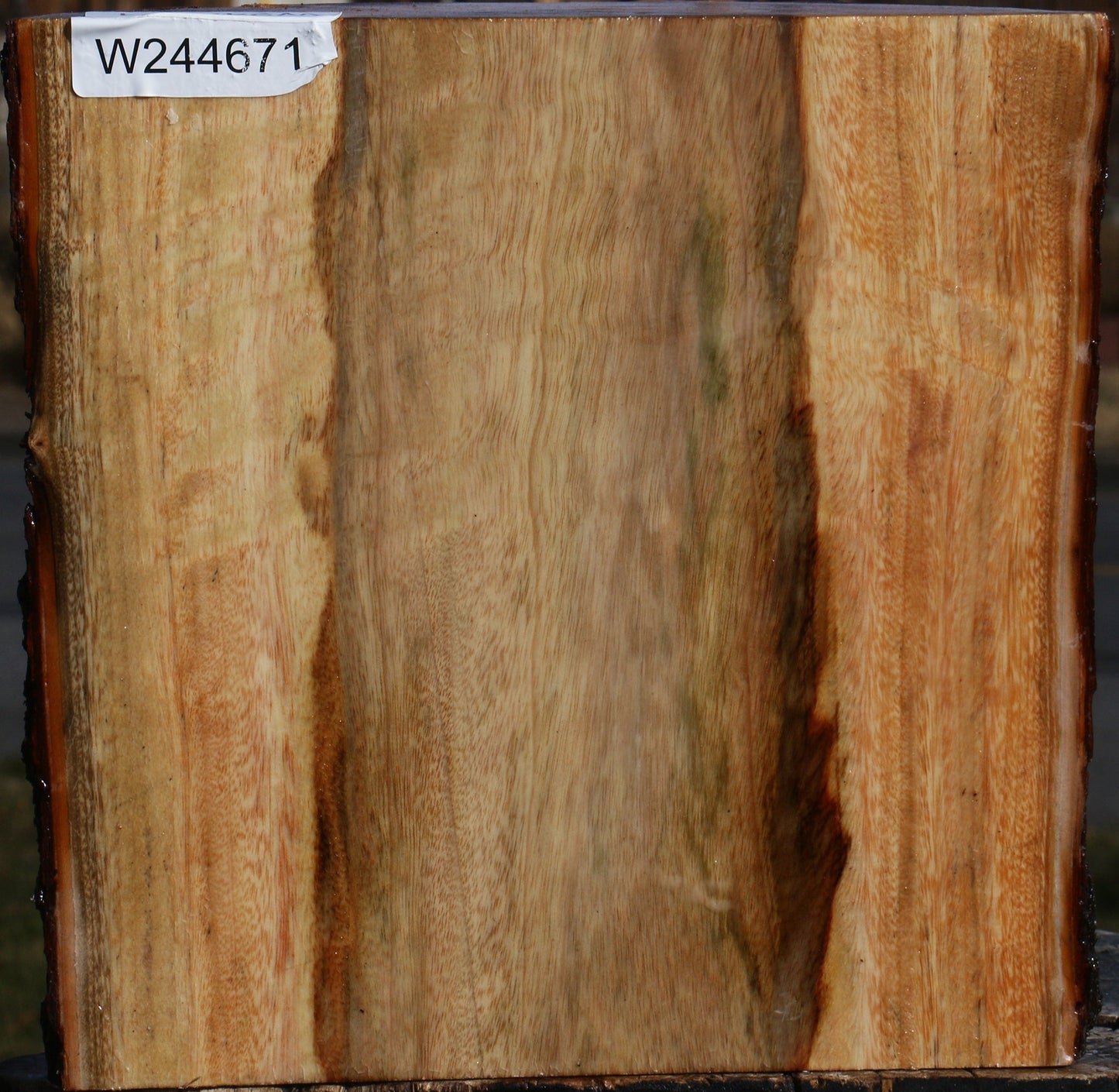 Camphor Live Edge Bowl Blank