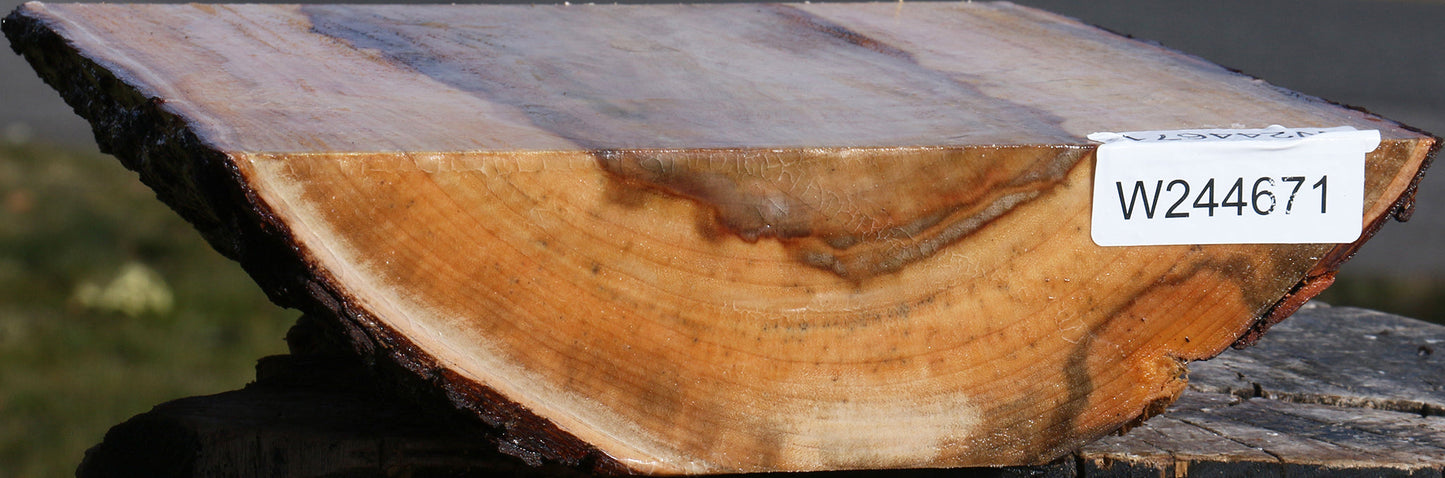 Camphor Live Edge Bowl Blank