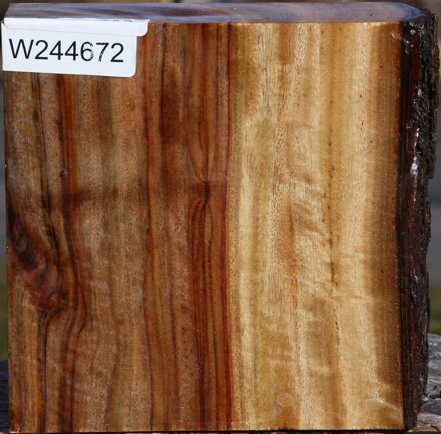 Figured Camphor Live Edge Bowl Blank