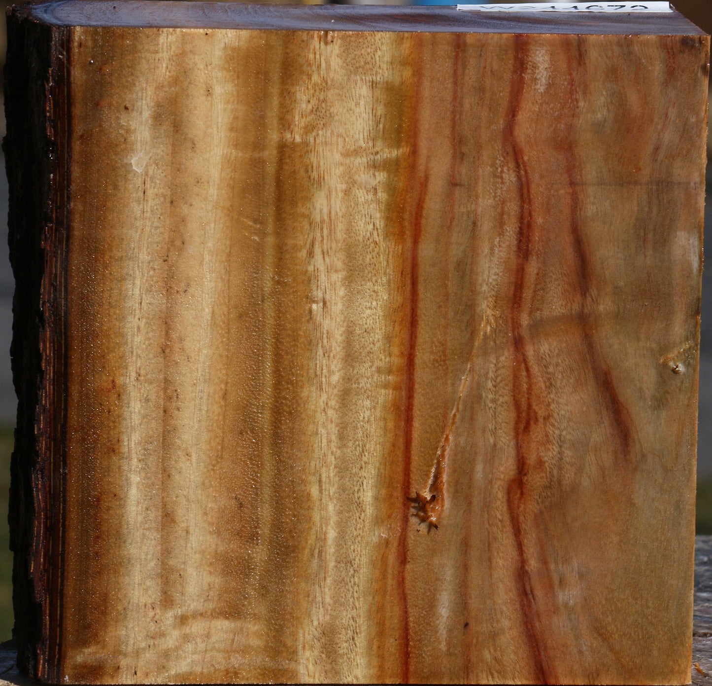 Figured Camphor Live Edge Bowl Blank