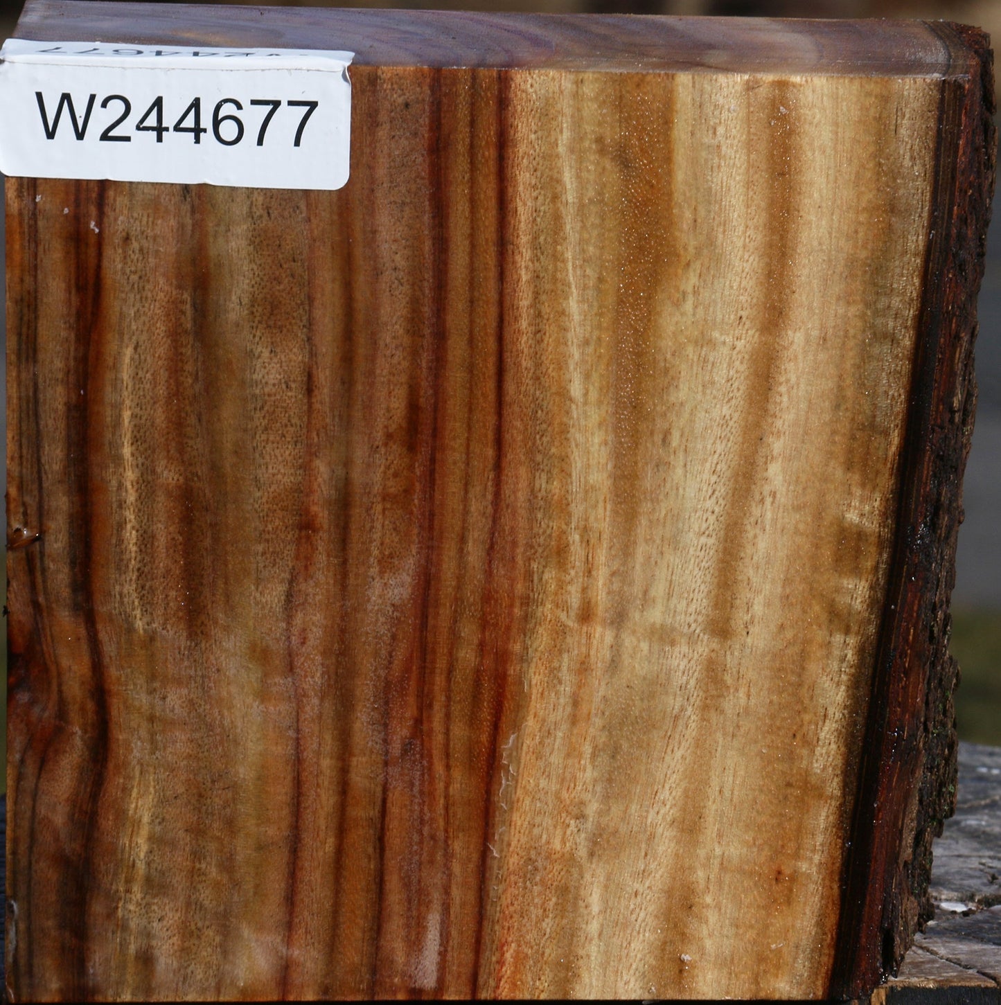 Figured Camphor Live Edge Bowl Blank