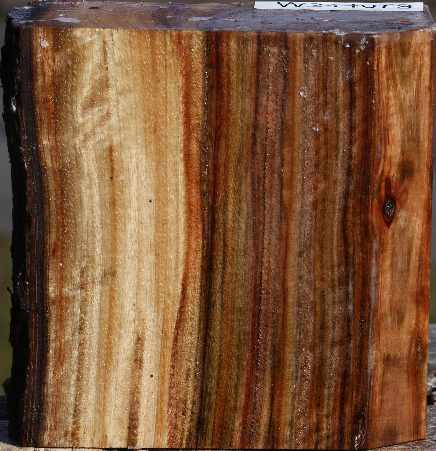 Figured Camphor Live Edge Bowl Blank