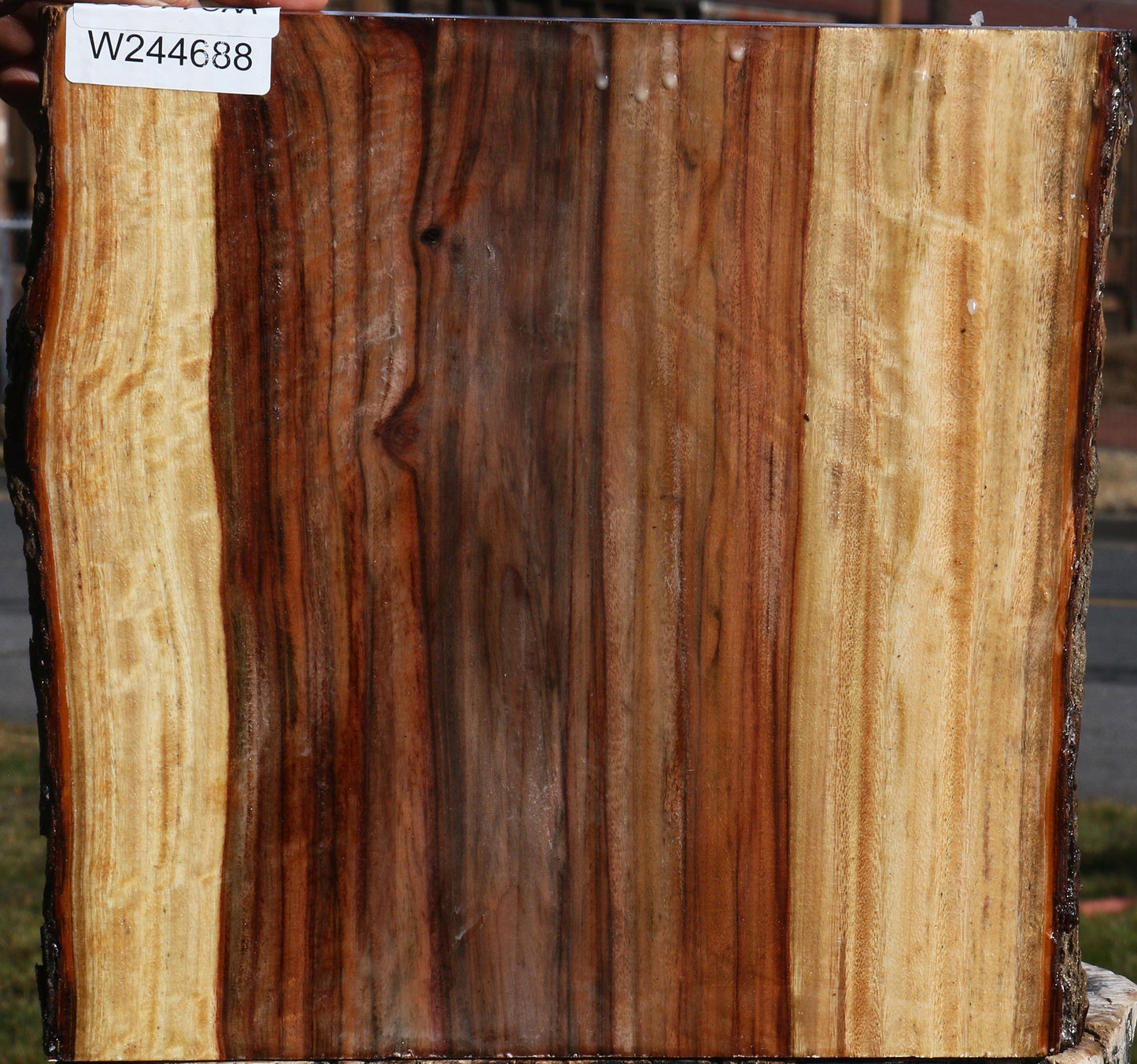 Figured Camphor Live Edge Platter Blank