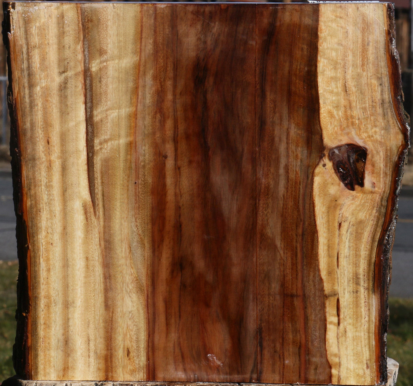 Figured Camphor Live Edge Platter Blank