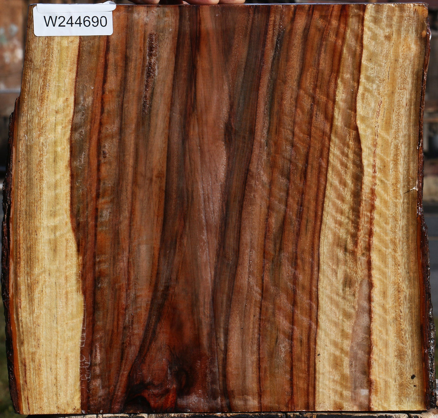 Extra Fancy Camphor Live Edge Platter Blank