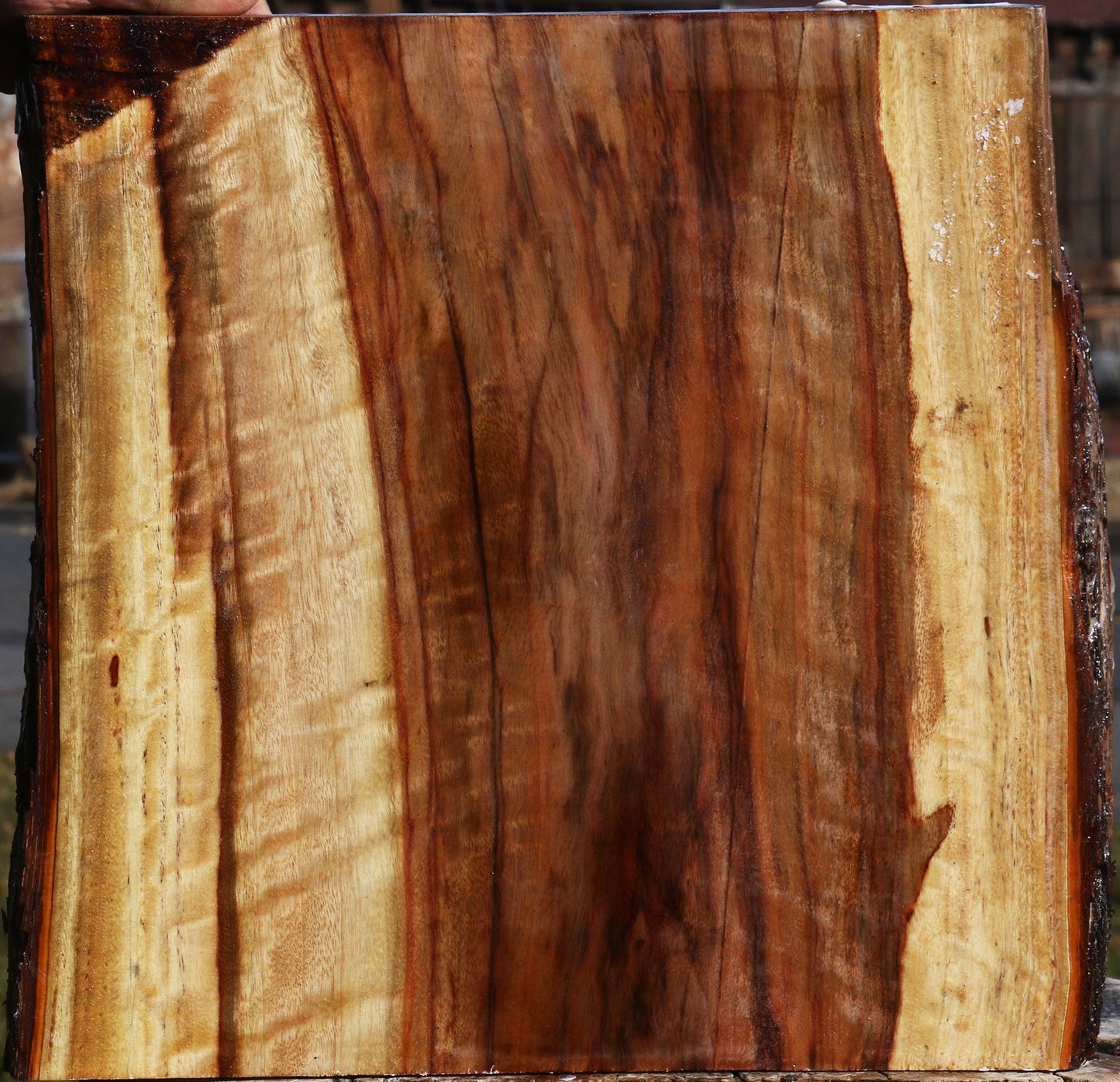 Extra Fancy Camphor Live Edge Platter Blank
