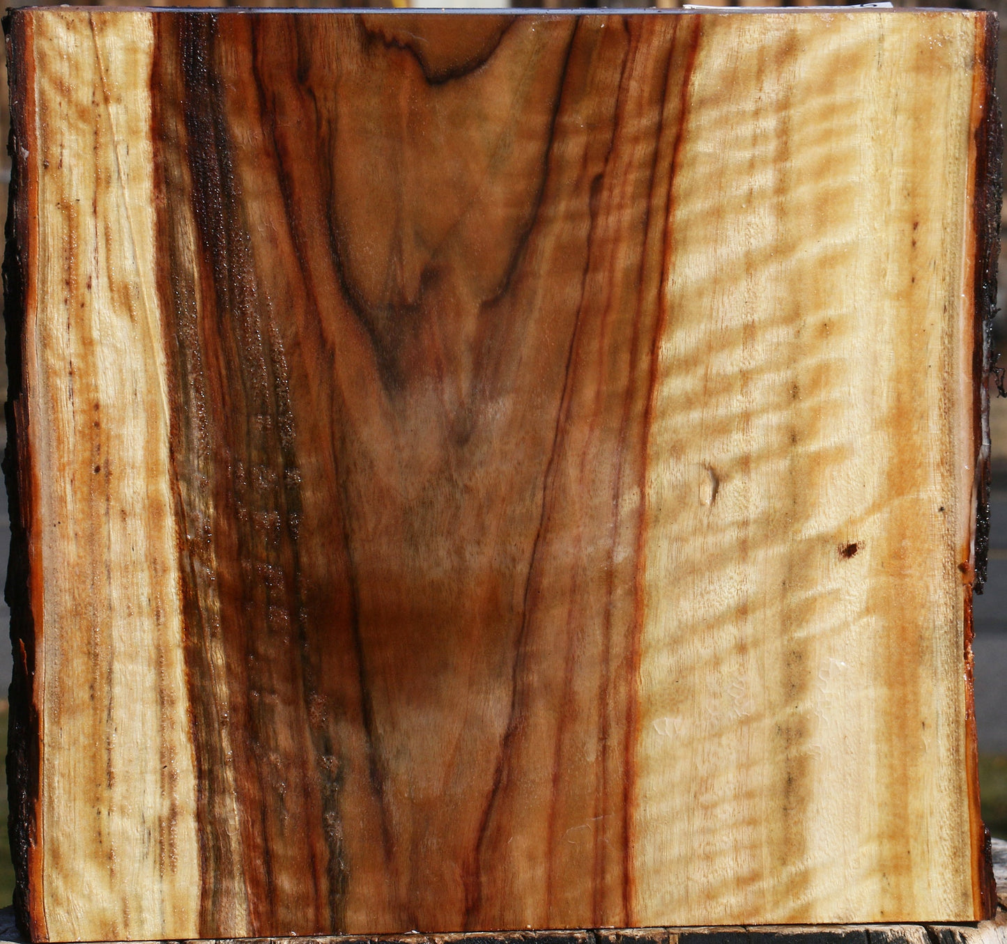 Extra Fancy Camphor Live Edge Platter Blank