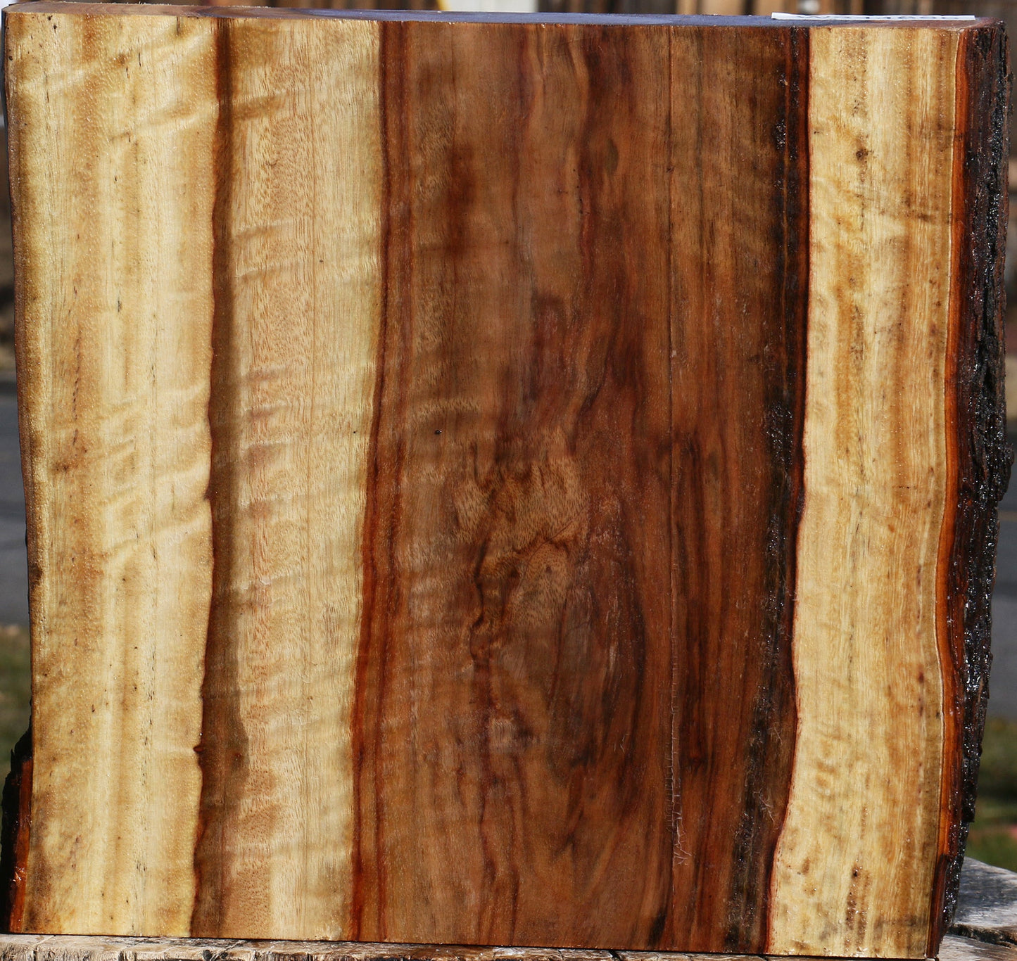 Extra Fancy Camphor Live Edge Platter Blank