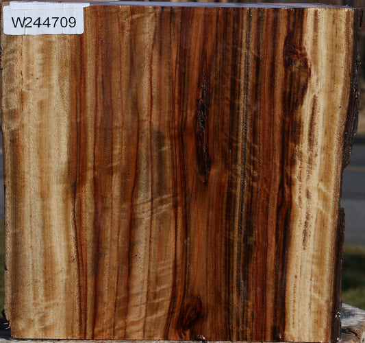 Camphor Live Edge Platter Blank