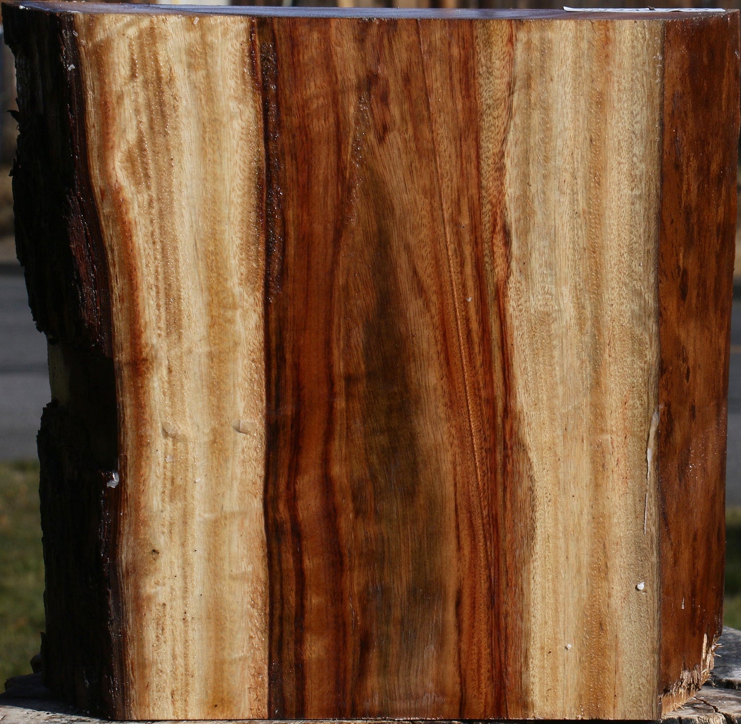 Camphor Live Edge Platter Blank