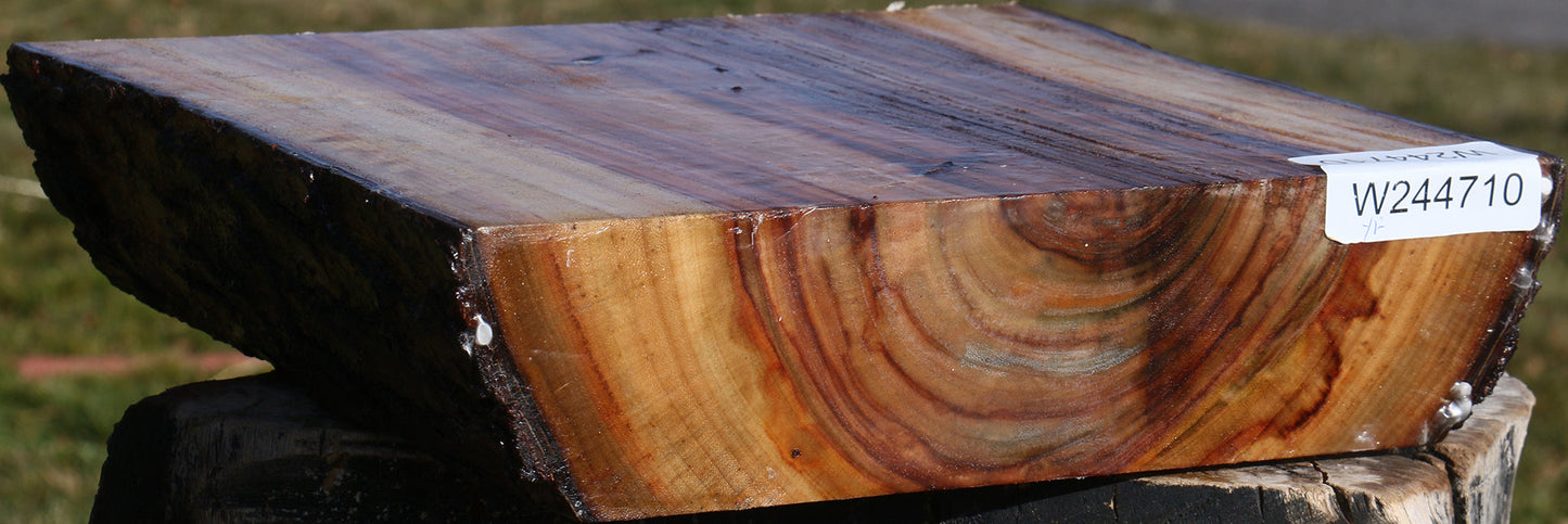 Extra Fancy Camphor Live Edge Bowl Blank