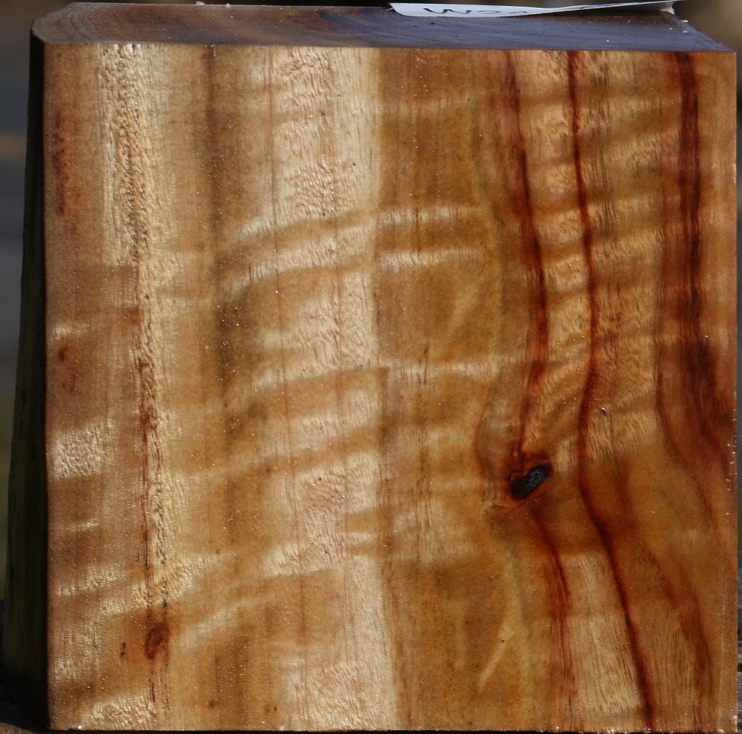 Extra Fancy Camphor Live Edge Bowl Blank