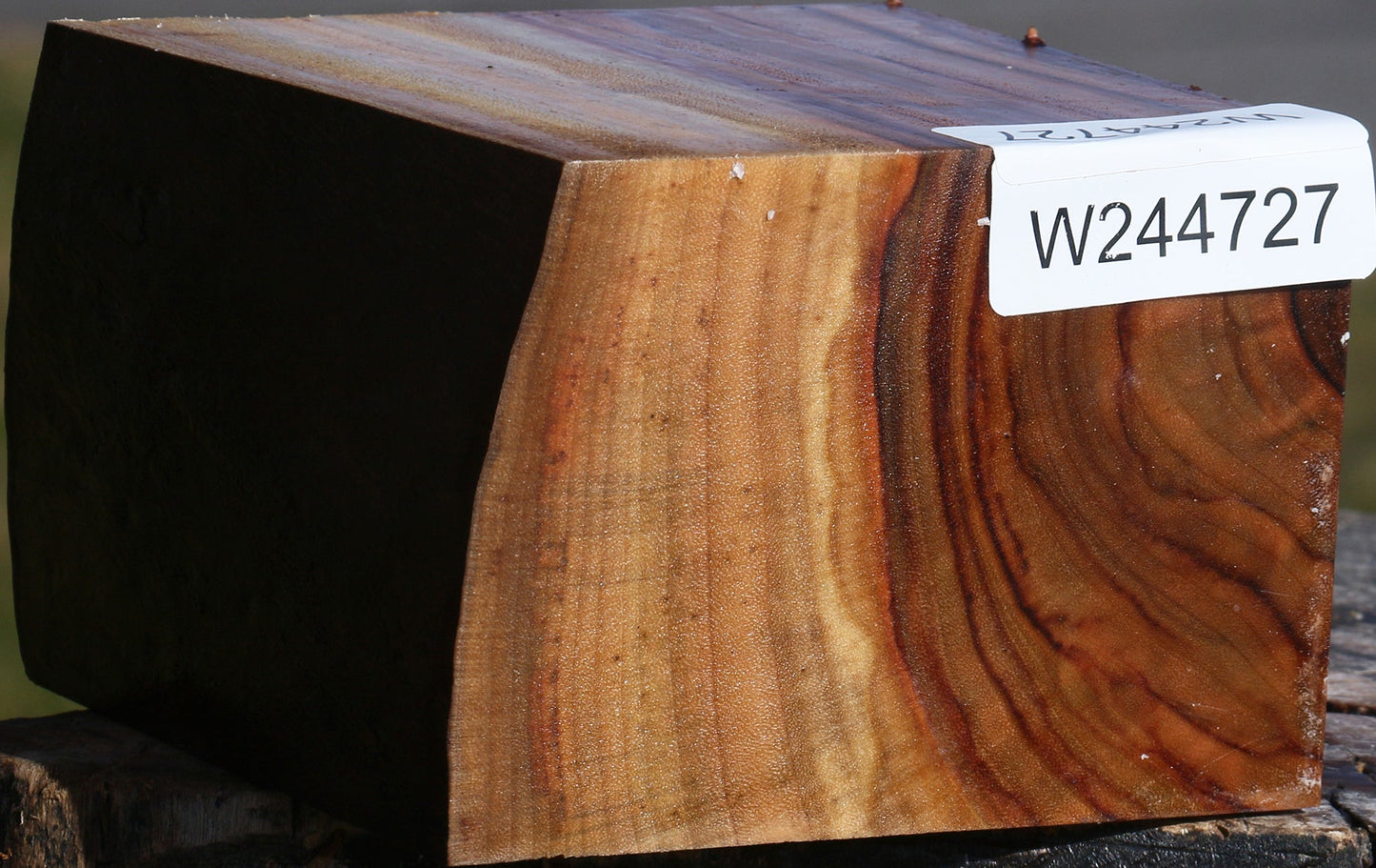 Extra Fancy Camphor Live Edge Bowl Blank