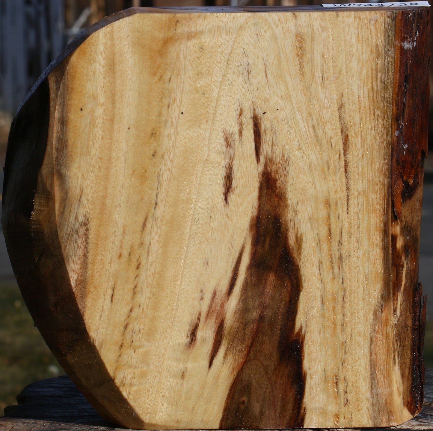 Extra Fancy Camphor Live Edge Bowl Blank