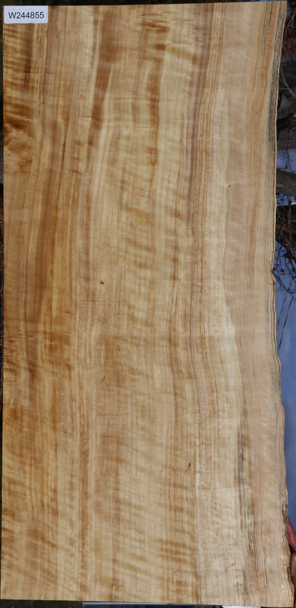 Extra Fancy Black Cottonwood Live Edge Lumber