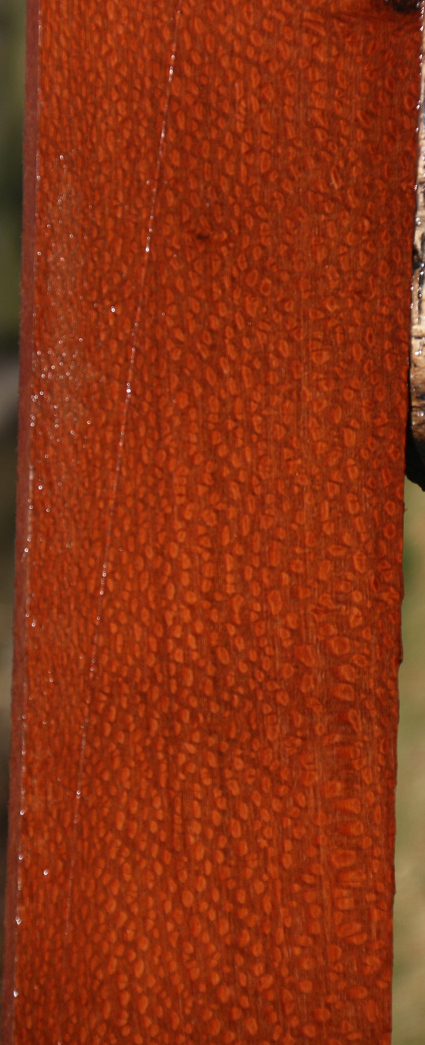 Extra Fancy Leopardwood Lumber