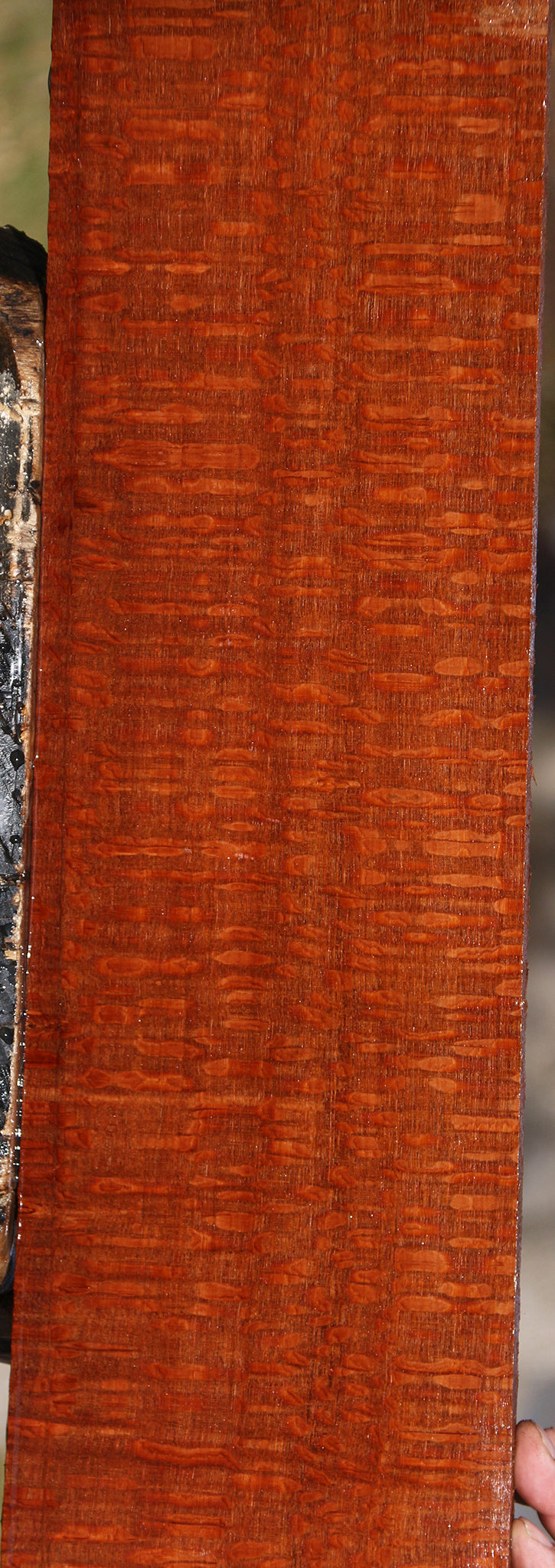 Extra Fancy Leopardwood Lumber