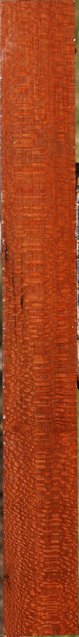 Extra Fancy Leopardwood Lumber