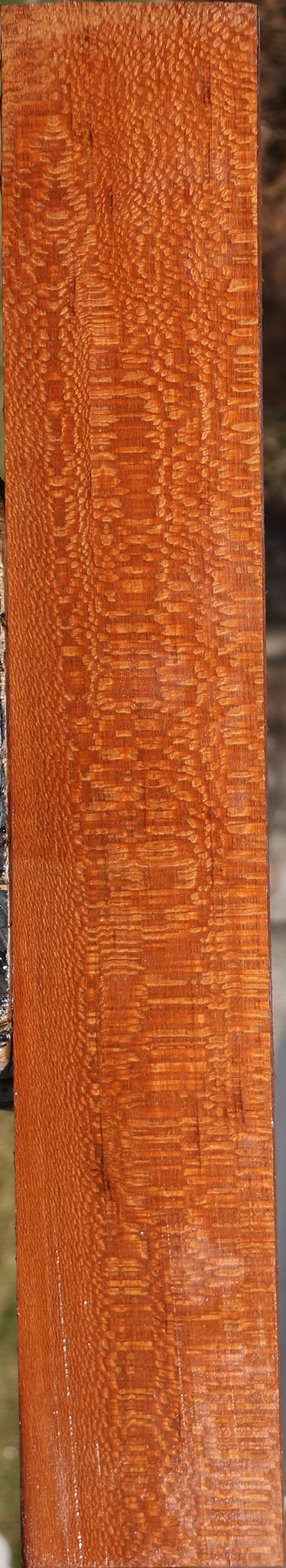 Extra Fancy Leopardwood Lumber