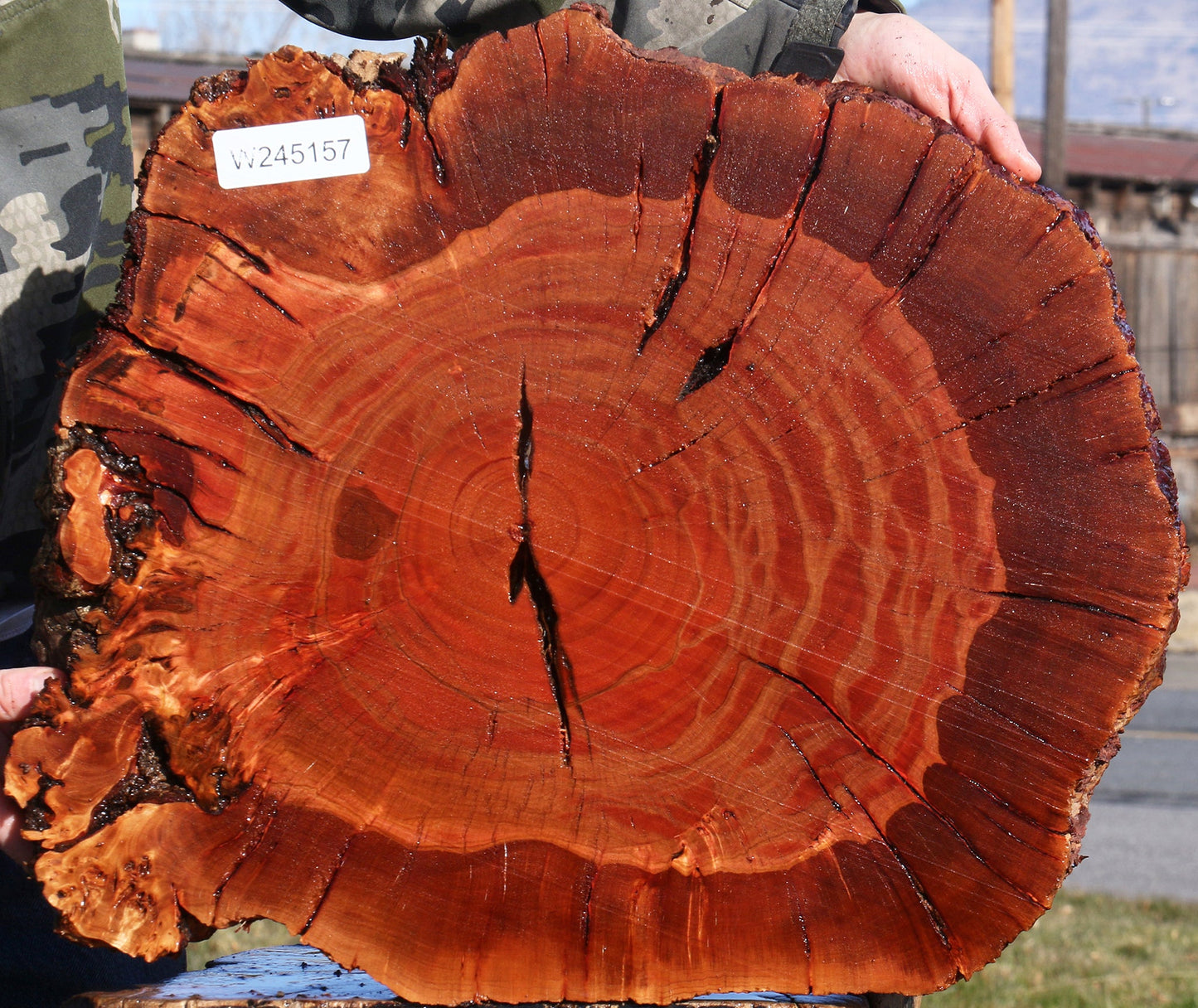 Brazilian Pepperwood Burl Cookie
