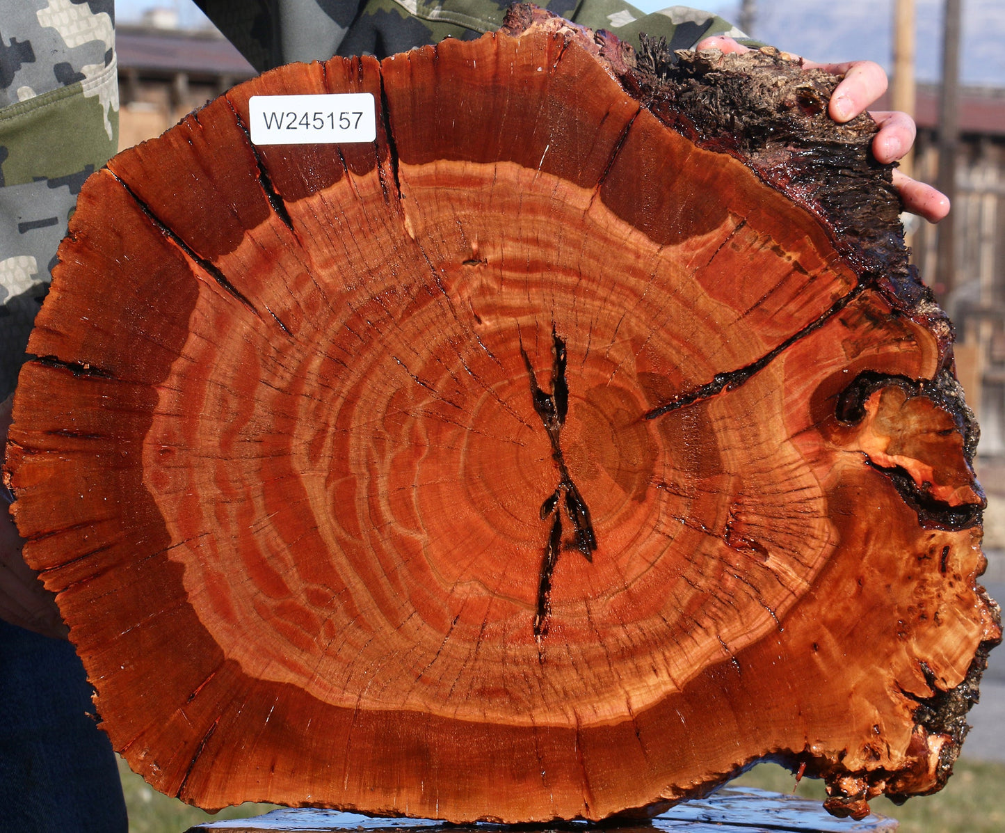Brazilian Pepperwood Burl Cookie
