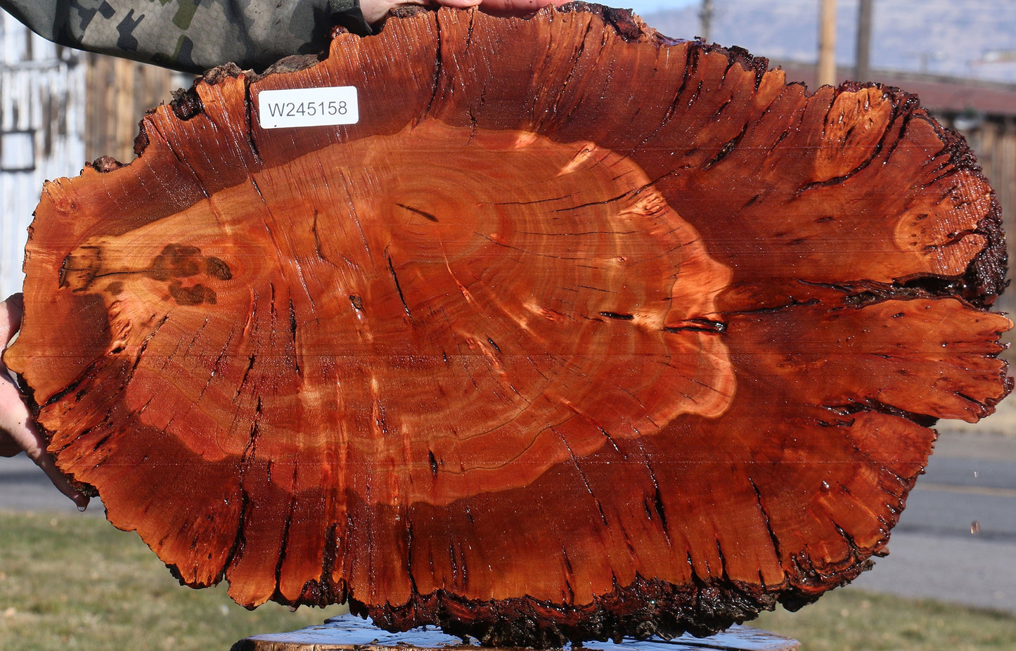 Brazilian Pepperwood Burl Cookie