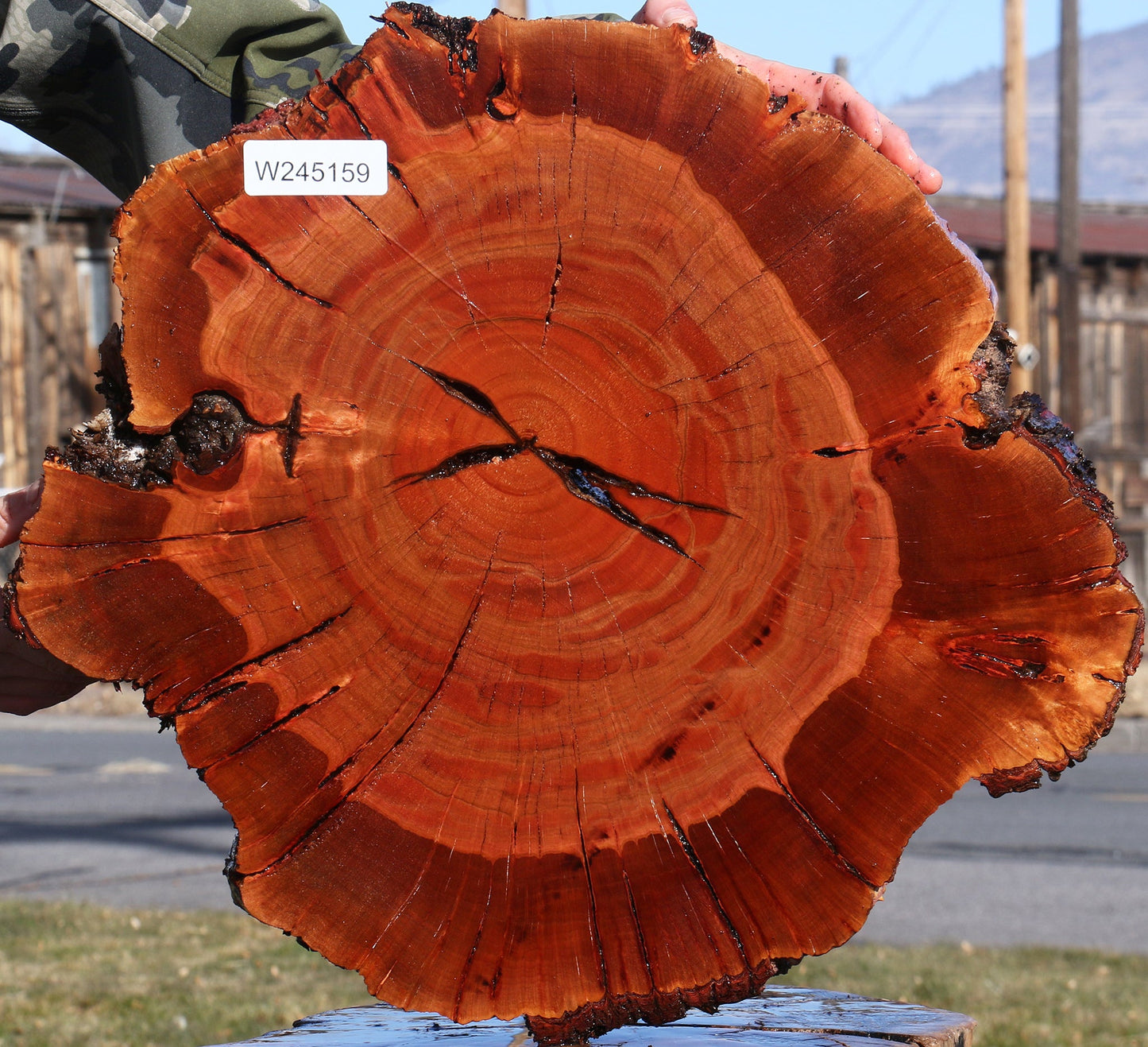 Brazilian Pepperwood Burl Cookie