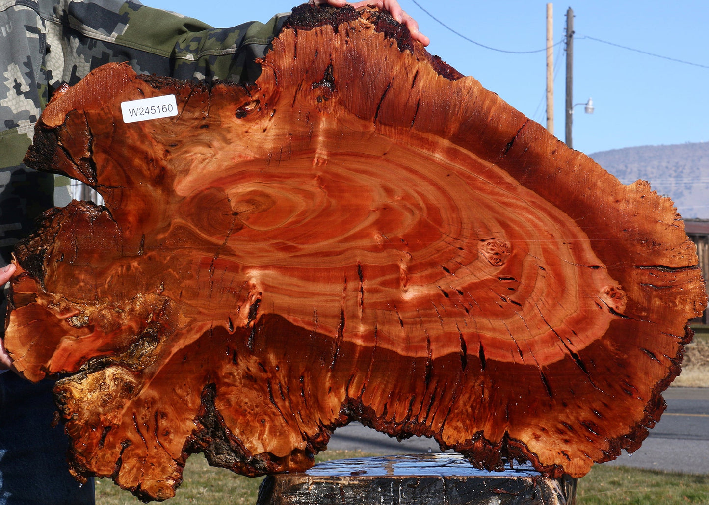 Brazilian Pepperwood Burl Cookie