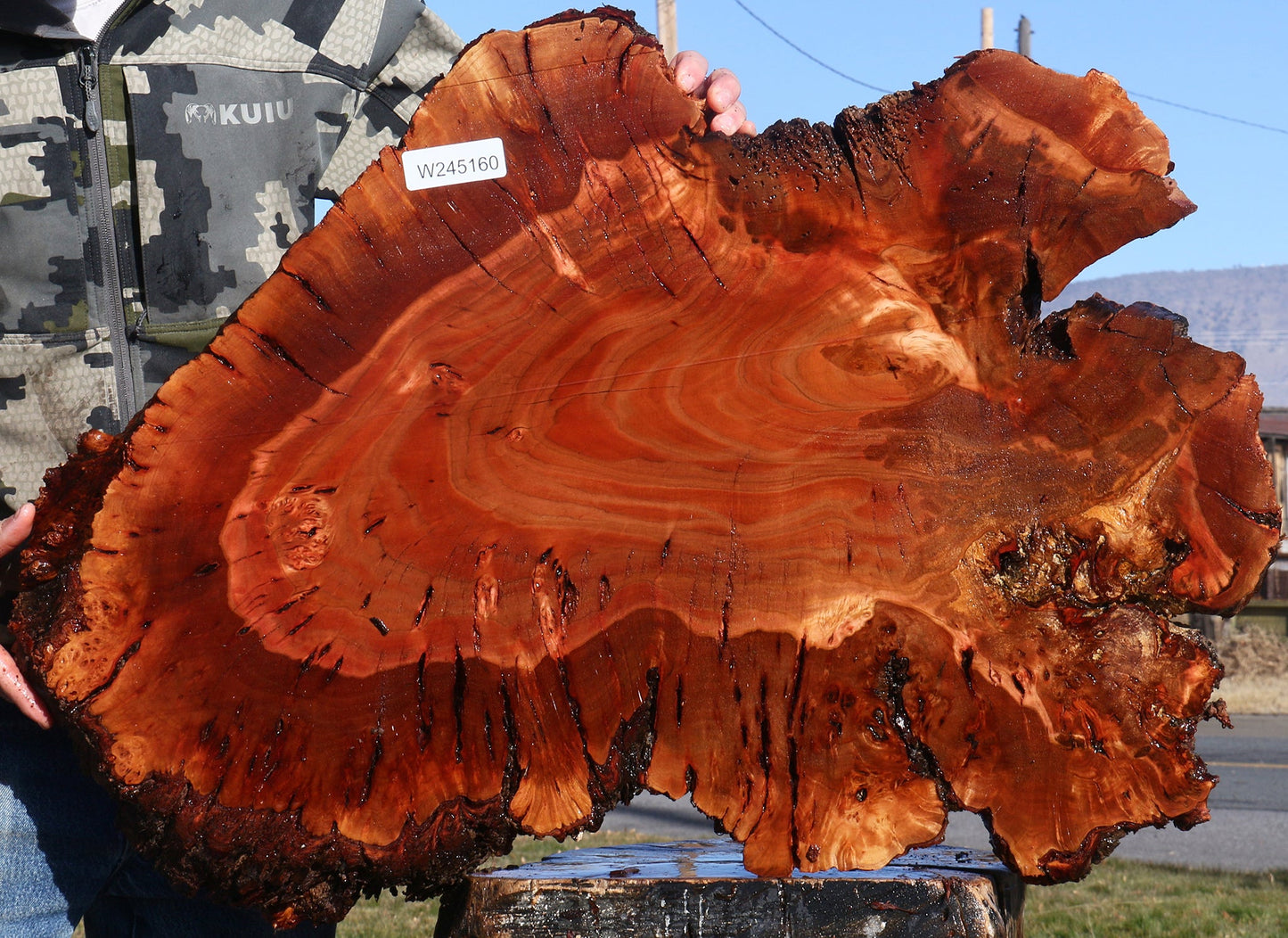 Brazilian Pepperwood Burl Cookie