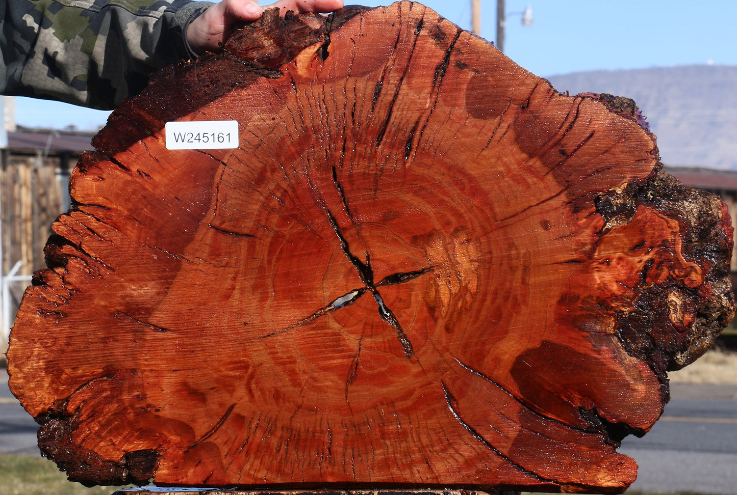 Brazilian Pepperwood Burl Slice