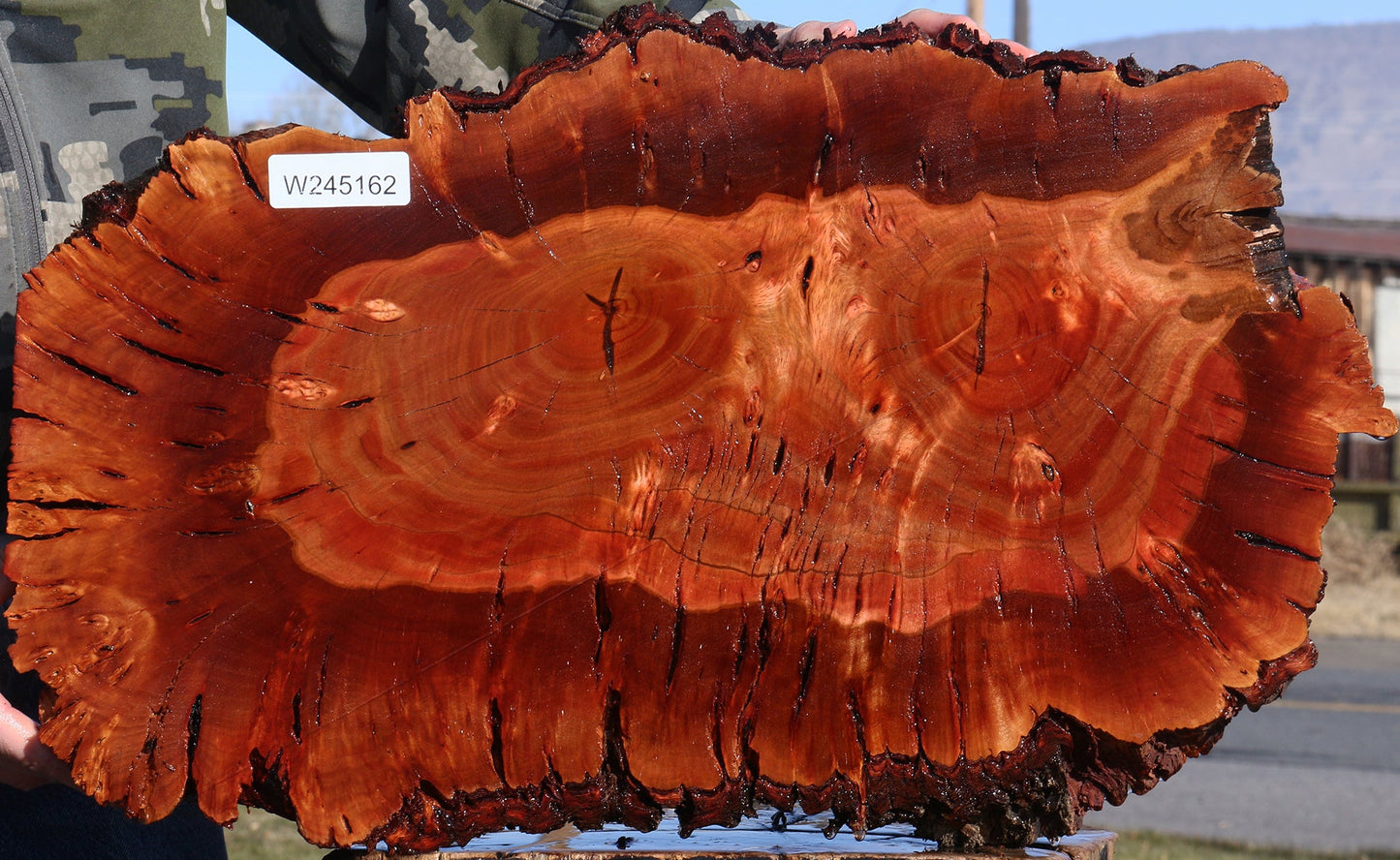 Brazilian Pepperwood Burl Cookie