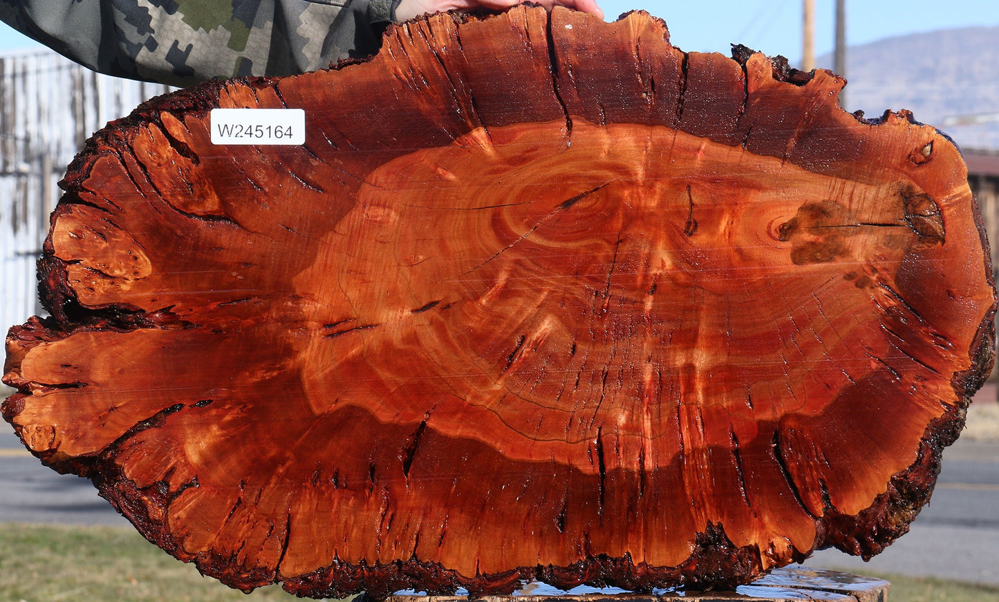 Brazilian Pepperwood Burl Cookie