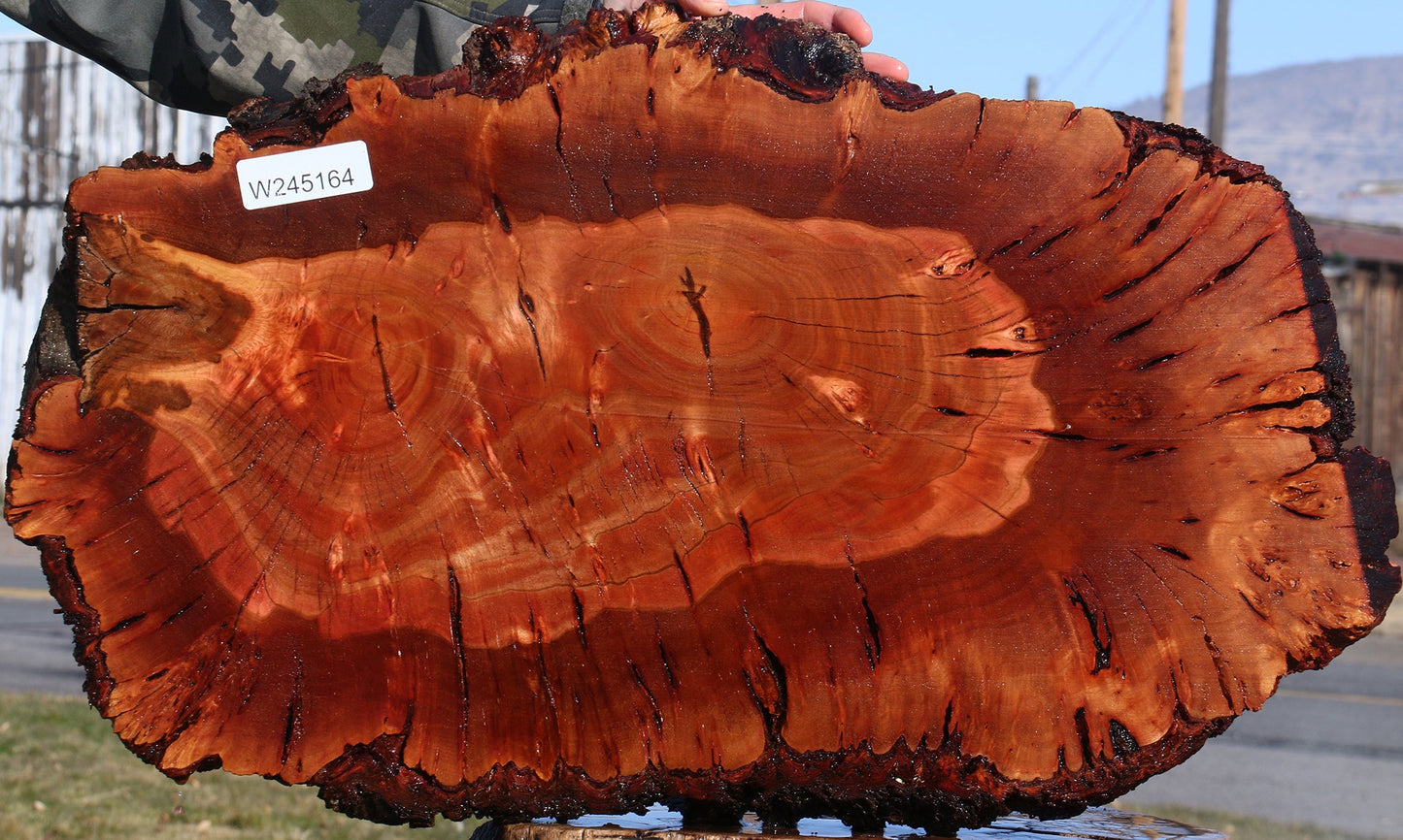 Brazilian Pepperwood Burl Cookie
