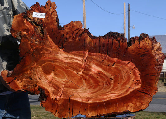 Brazilian Pepperwood Burl Cookie