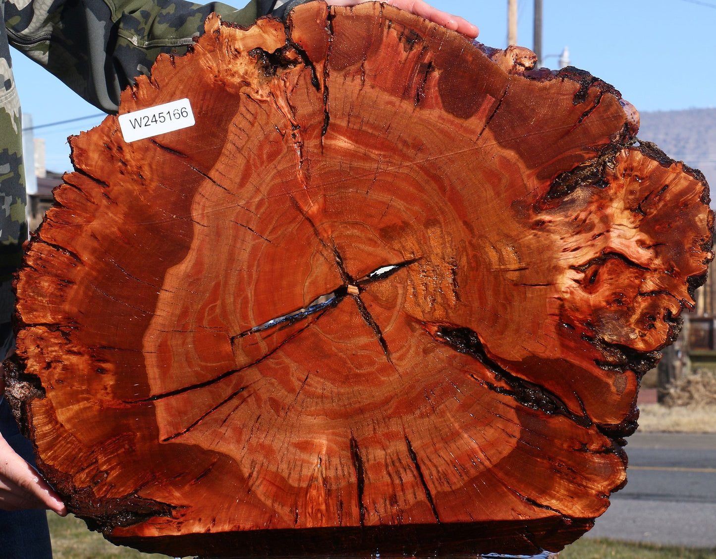 Brazilian Pepperwood Burl Cookie
