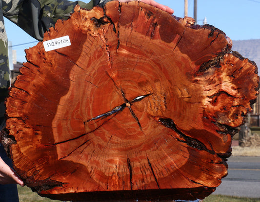 Brazilian Pepperwood Burl Cookie