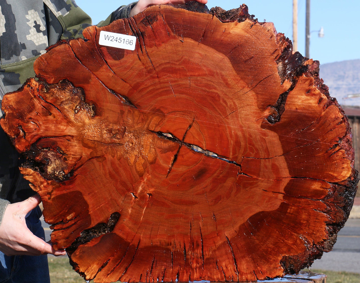 Brazilian Pepperwood Burl Cookie