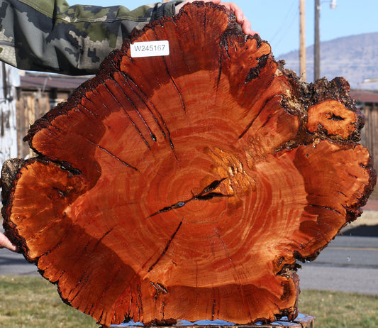 Brazilian Pepperwood Burl Cookie